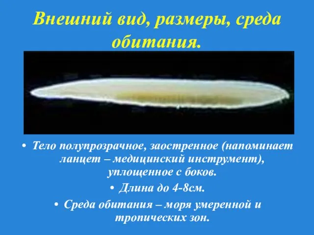 Внешний вид, размеры, среда обитания. Тело полупрозрачное, заостренное (напоминает ланцет – медицинский