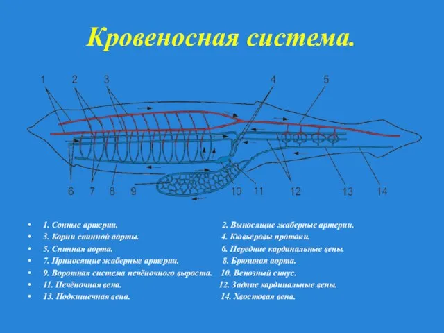 Кровеносная система. 1. Сонные артерии. 2. Выносящие жаберные артерии. 3. Корни спинной