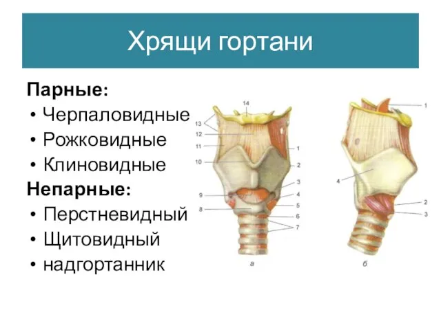 Хрящи гортани Парные: Черпаловидные Рожковидные Клиновидные Непарные: Перстневидный Щитовидный надгортанник