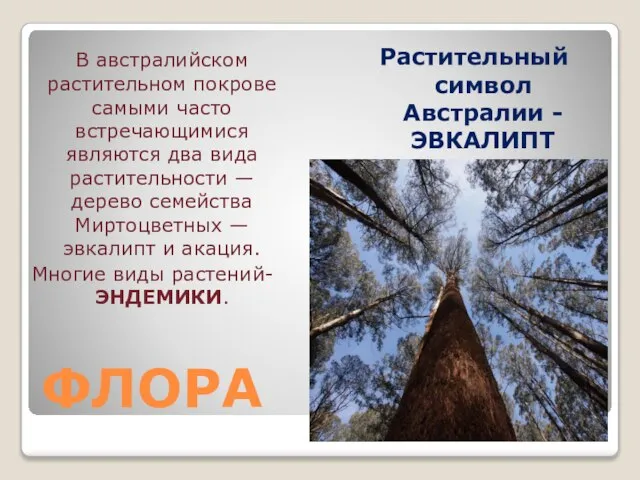 ФЛОРА В австралийском растительном покрове самыми часто встречающимися являются два вида растительности