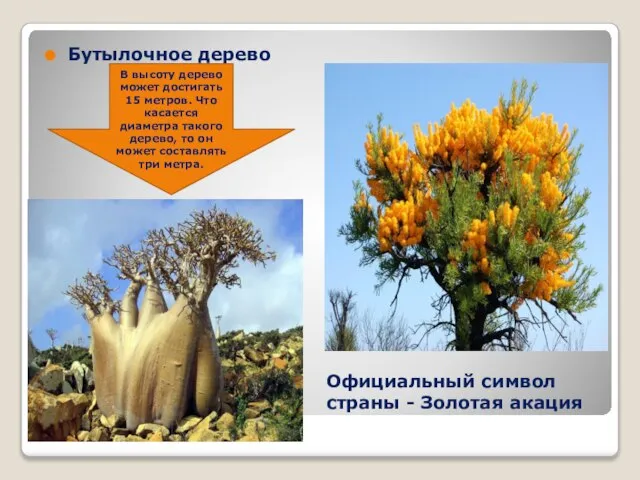 Официальный символ страны - Золотая акация Бутылочное дерево В высоту дерево может