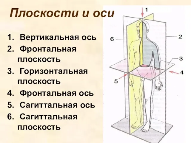 Вертикальная ось Фронтальная плоскость Горизонтальная плоскость Фронтальная ось Сагиттальная ось Сагиттальная плоскость Плоскости и оси