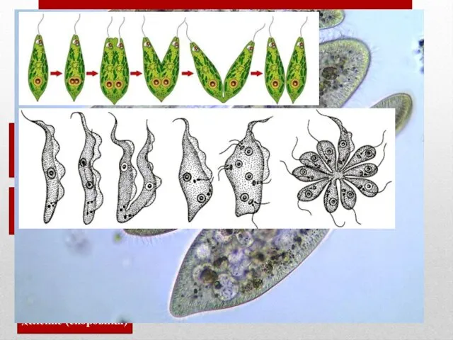 Размножение БЕСПОЛОЕ ПОЛОВОЕ Митоз (деление) ядра клетки простейшего Деление клетки (инфузории эвглены)