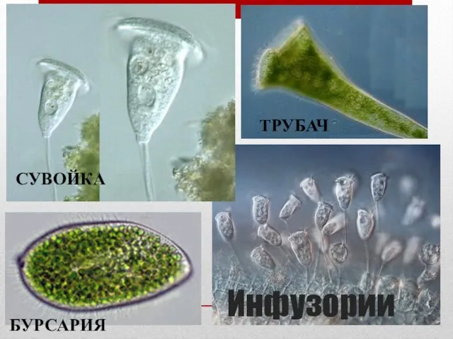 Инфузории СУВОЙКА ТРУБАЧ БУРСАРИЯ