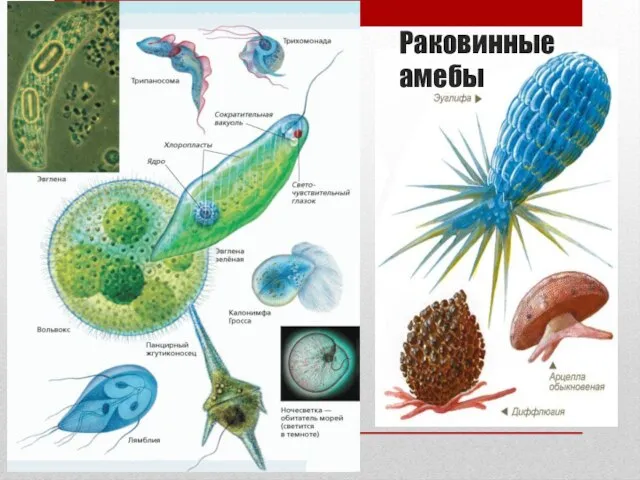 Раковинные амебы