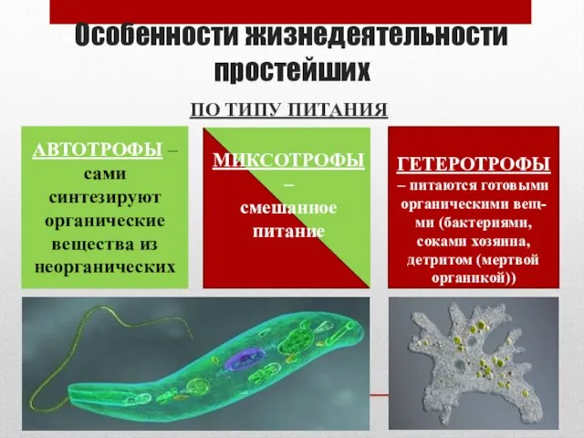 Особенности жизнедеятельности простейших ПО ТИПУ ПИТАНИЯ АВТОТРОФЫ – сами синтезируют органические вещества