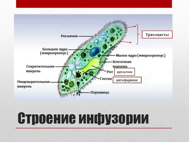 Строение инфузории цитофаринкс цитостом Трихоцисты