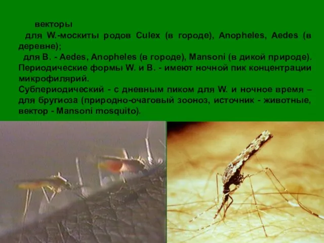 векторы для W.-москиты родов Culex (в городе), Anopheles, Aedes (в деревне); для