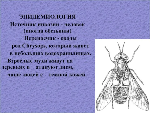 ЭПИДЕМИОЛОГИЯ Источник инвазии - человек (иногда обезьяны) Переносчик - оводы род Chrysops,