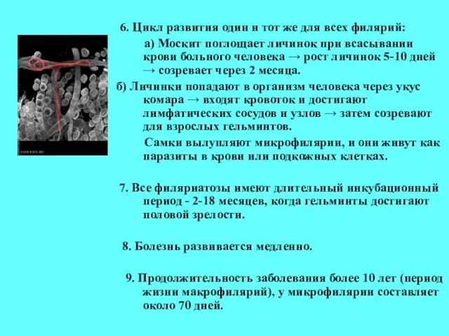 6. Цикл развития один и тот же для всех филярий: a) Москит