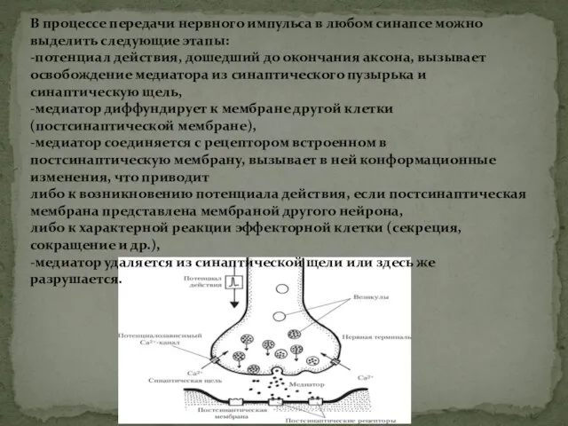 В процессе передачи нервного импульса в любом синапсе можно выделить следующие этапы: