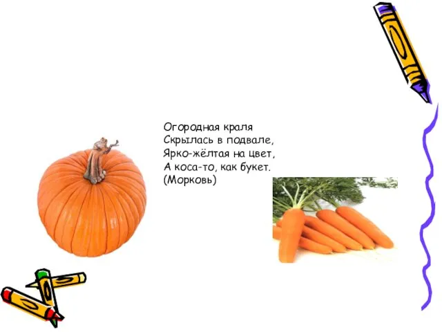 Огородная краля Скрылась в подвале, Ярко-жёлтая на цвет, А коса-то, как букет. (Морковь)