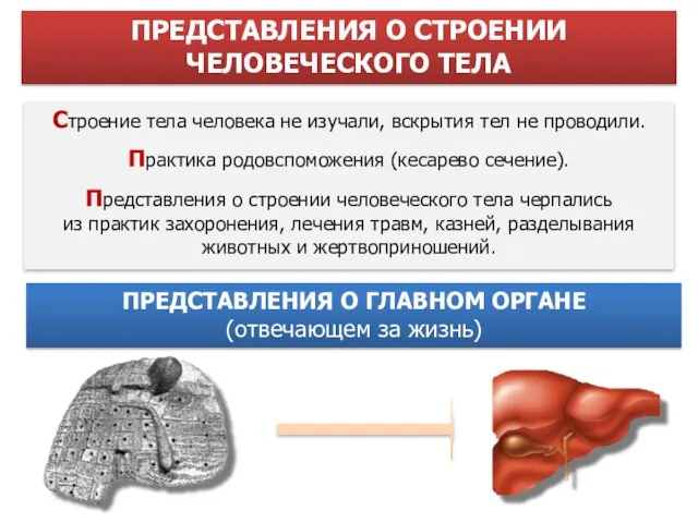 ПРЕДСТАВЛЕНИЯ О СТРОЕНИИ ЧЕЛОВЕЧЕСКОГО ТЕЛА Строение тела человека не изучали, вскрытия тел