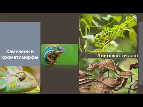 Хамелеон и хроматоморфы Листовой геккон