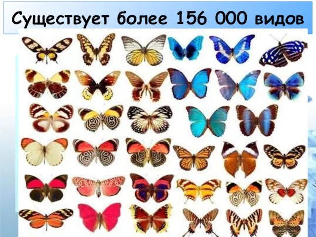 Существует более 156 000 видов