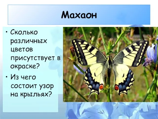 Махаон Сколько различных цветов присутствует в окраске? Из чего состоит узор на крыльях?