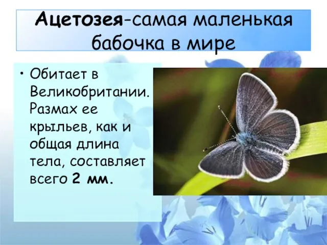 Ацетозея-самая маленькая бабочка в мире Обитает в Великобритании. Размах ее крыльев, как