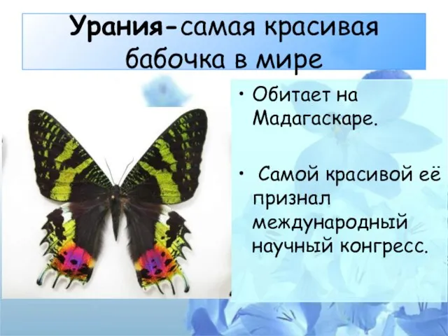 Урания-самая красивая бабочка в мире Обитает на Мадагаскаре. Самой красивой её признал международный научный конгресс.