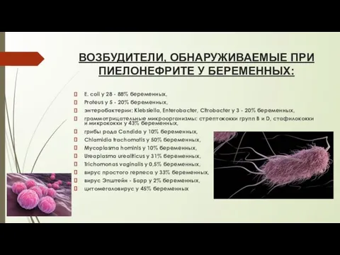 ВОЗБУДИТЕЛИ, ОБНАРУЖИВАЕМЫЕ ПРИ ПИЕЛОНЕФРИТЕ У БЕРЕМЕННЫХ: E. coli у 28 - 88%