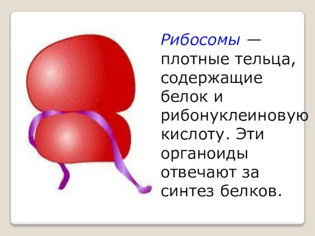 Рибосомы — плотные тельца, содержащие белок и рибонуклеиновую кислоту. Эти органоиды отвечают за синтез белков.