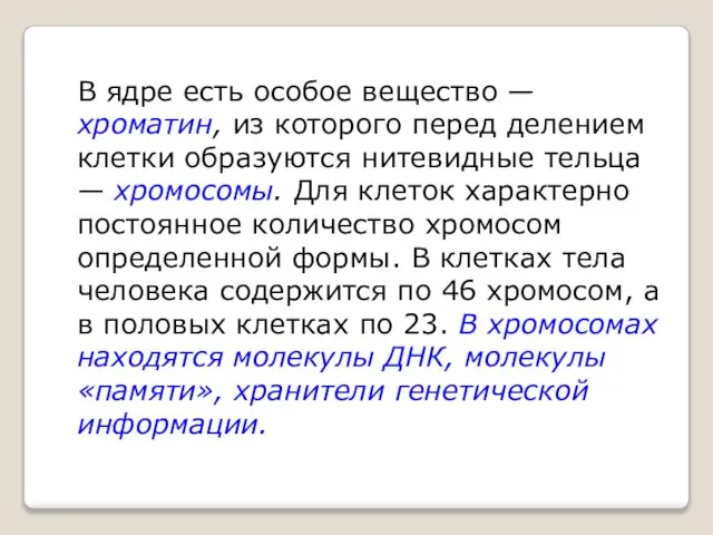 В ядре есть особое вещество — хроматин, из которого перед делением клетки