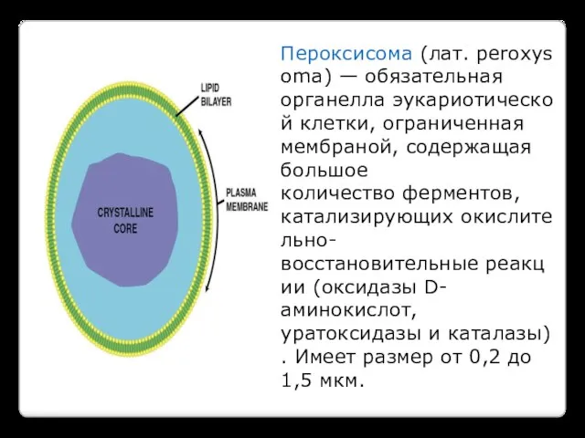 Пероксисома (лат. peroxysoma) — обязательная органелла эукариотической клетки, ограниченная мембраной, содержащая большое