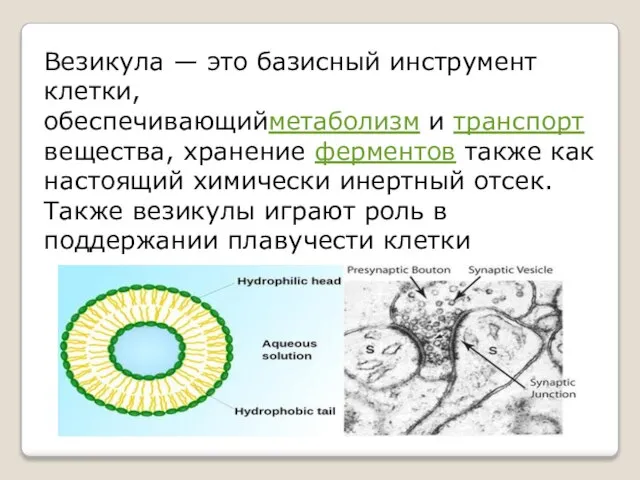 Везикула — это базисный инструмент клетки, обеспечивающийметаболизм и транспорт вещества, хранение ферментов