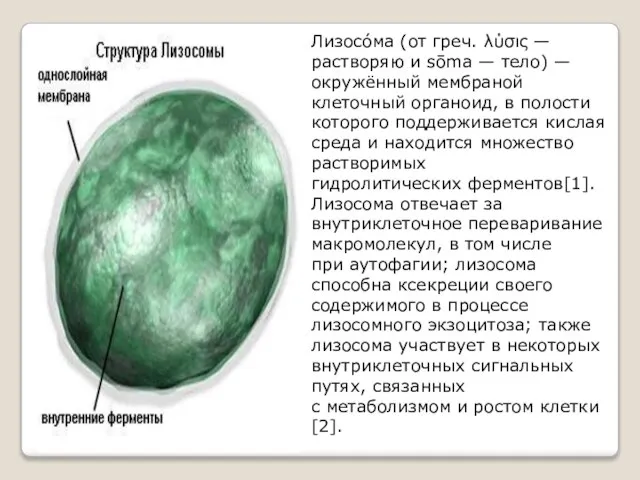 Лизосо́ма (от греч. λύσις — растворяю и sōma — тело) — окружённый