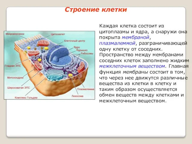 Строение клетки Каждая клетка состоит из цитоплазмы и ядра, а снаружи она