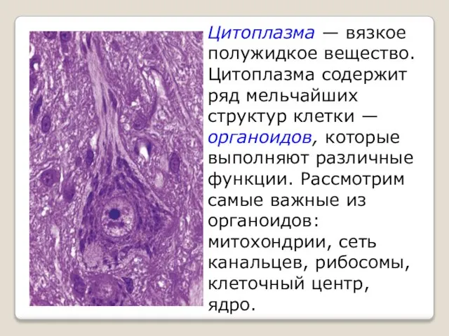 Цитоплазма — вязкое полужидкое вещество. Цитоплазма содержит ряд мельчайших структур клетки —