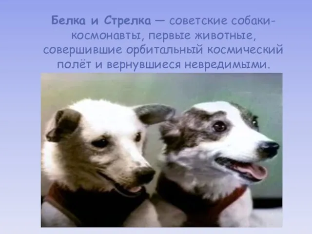 Белка и Стрелка — советские собаки-космонавты, первые животные, совершившие орбитальный космический полёт и вернувшиеся невредимыми.