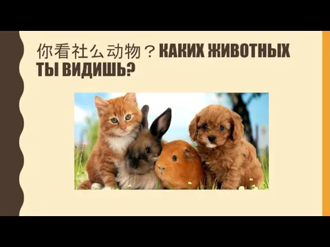 你看社么动物？КАКИХ ЖИВОТНЫХ ТЫ ВИДИШЬ?