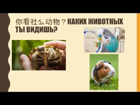 你看社么动物？КАКИХ ЖИВОТНЫХ ТЫ ВИДИШЬ?