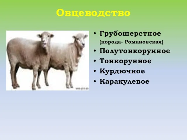 Овцеводство Грубошерстное (порода- Романовская) Полутонкорунное Тонкорунное Курдючное Каракулевое