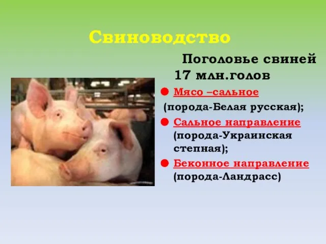 Свиноводство Поголовье свиней 17 млн.голов Мясо –сальное (порода-Белая русская); Сальное направление (порода-Украинская степная); Беконное направление (порода-Ландрасс)