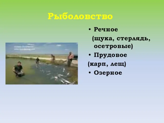 Рыболовство Речное (щука, стерлядь, осетровые) Прудовое (карп, лещ) Озерное