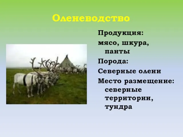 Оленеводство Продукция: мясо, шкура, панты Порода: Северные олени Место размещение: северные территории, тундра