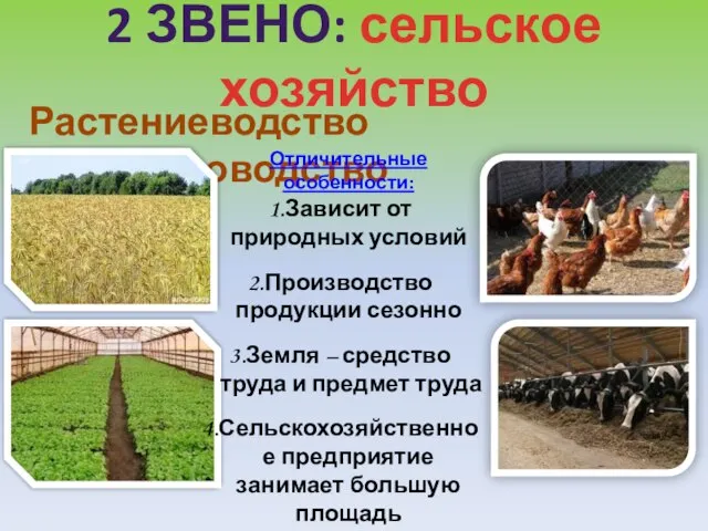 2 ЗВЕНО: сельское хозяйство Растениеводство Животноводство Отличительные особенности: Зависит от природных условий