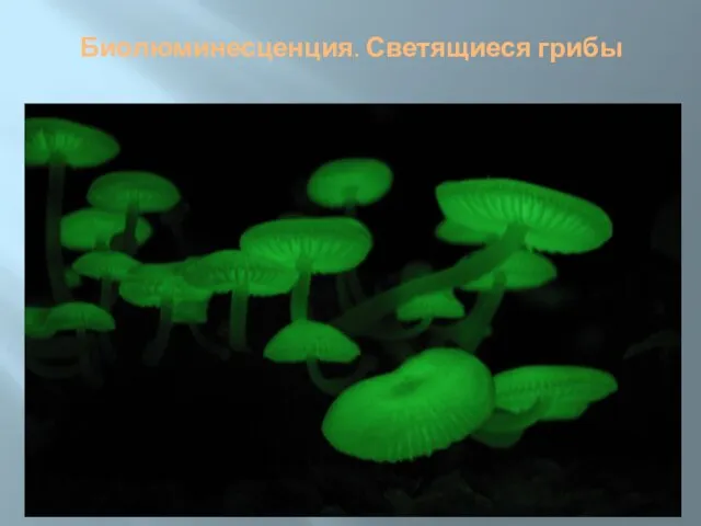 Биолюминесценция. Светящиеся грибы