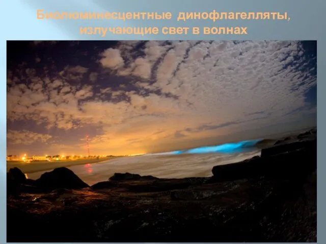 Биолюминесцентные динофлагелляты, излучающие свет в волнах