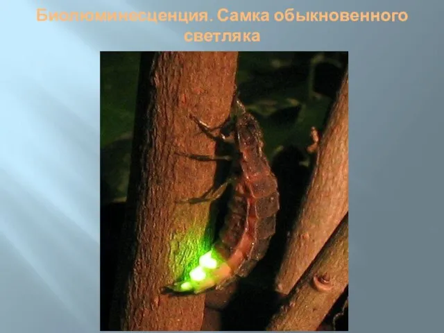 Биолюминесценция. Самка обыкновенного светляка