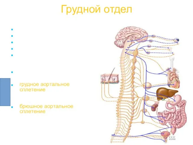 Грудной отдел грудные сердечные нервы легочные нервы аортальные нервы пищеводные нервы большой