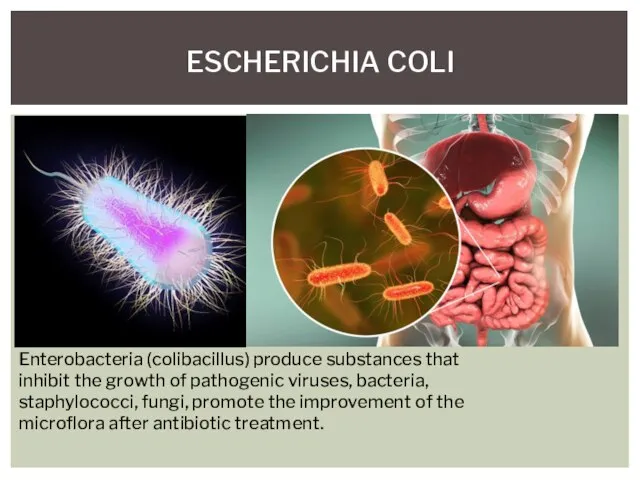 ESCHERICHIA COLI Enterobacteria (colibacillus) produce substances that inhibit the growth of pathogenic