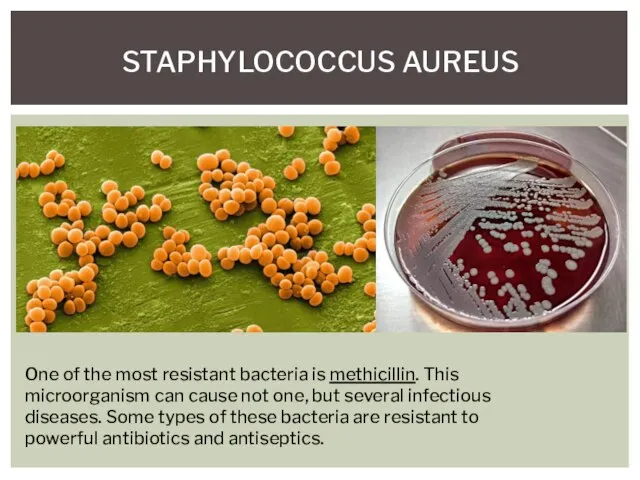 STAPHYLOCOCCUS AUREUS One of the most resistant bacteria is methicillin. This microorganism