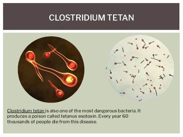 CLOSTRIDIUM TETAN Clostridium tetan is also one of the most dangerous bacteria.