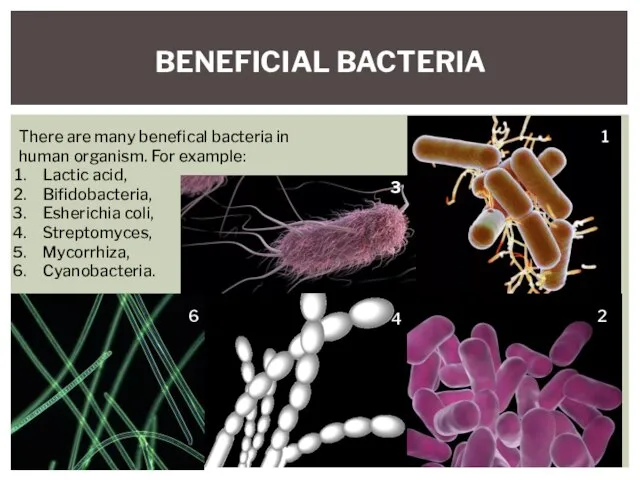 BENEFICIAL BACTERIA There are many benefical bacteria in human organism. For example: