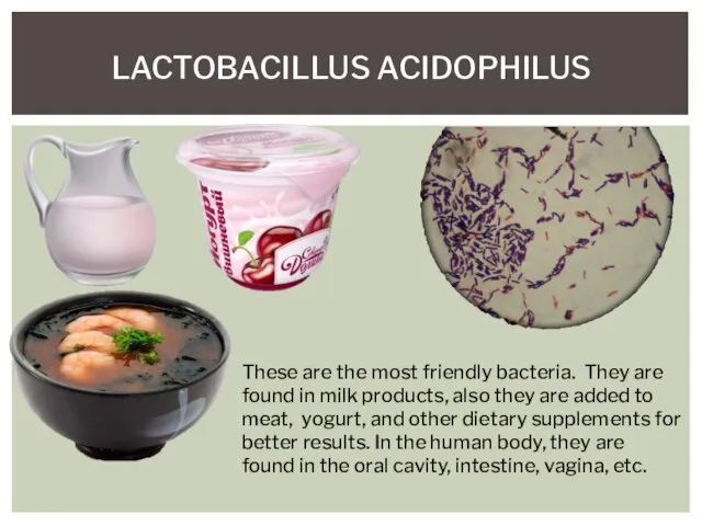 LACTOBACILLUS ACIDOPHILUS These are the most friendly bacteria. They are found in