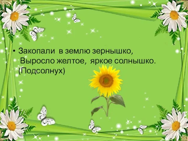 Закопали в землю зернышко, Выросло желтое, яркое солнышко. (Подсолнух)