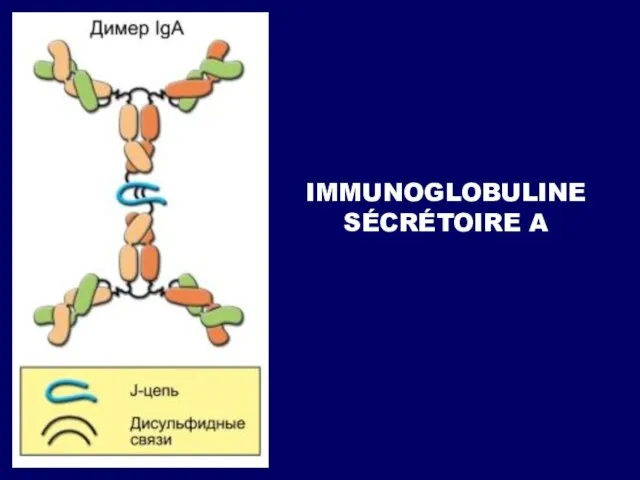 IMMUNOGLOBULINE SÉCRÉTOIRE A