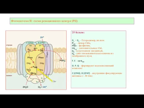 Фотосистема II: схема реакционного центра (РЦ) 25 белков: D1 + D2 –